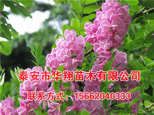 香花槐