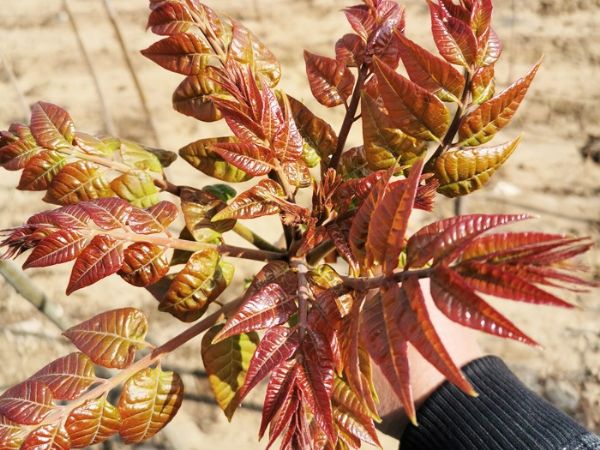 紅油香椿