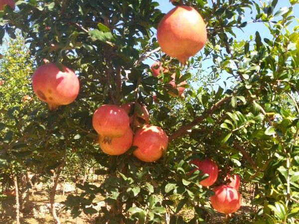 蒙陽(yáng)紅石榴